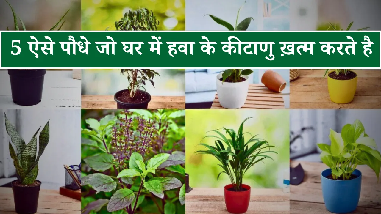 ऑक्सीजन देने वाले पौधे जो घर का माहौल बदल देंगे