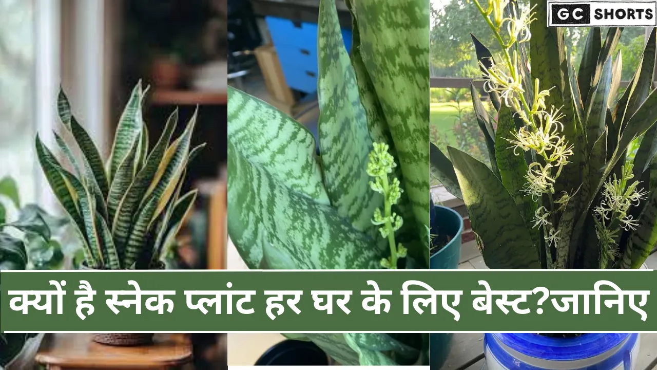 स्नेक प्लांट : फायदे, देखभाल और रोचक तथ्य | Snake Plant in Hindi
