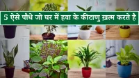 ऑक्सीजन देने वाले पौधे जो घर का माहौल बदल देंगे