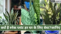 स्नेक प्लांट : फायदे, देखभाल और रोचक तथ्य | Snake Plant in Hindi