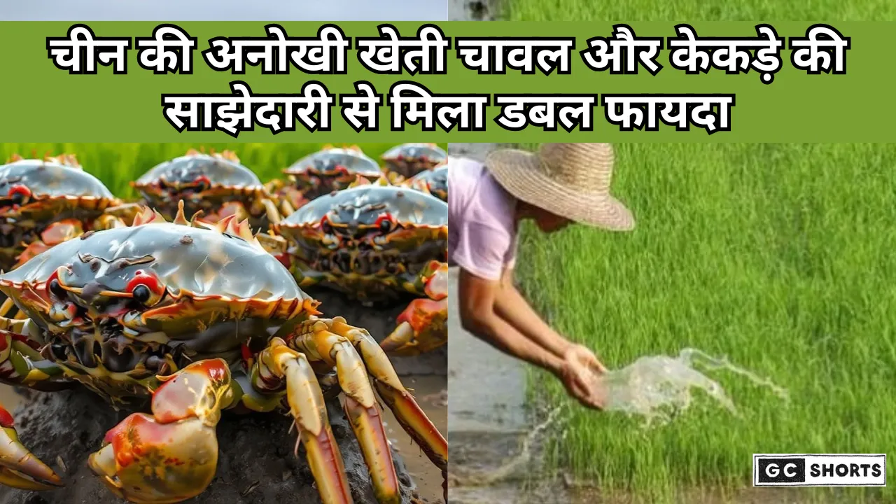 China : में चावल और केकड़े की जैविक खेती से फसल होती है ज्यादा उपजाऊ