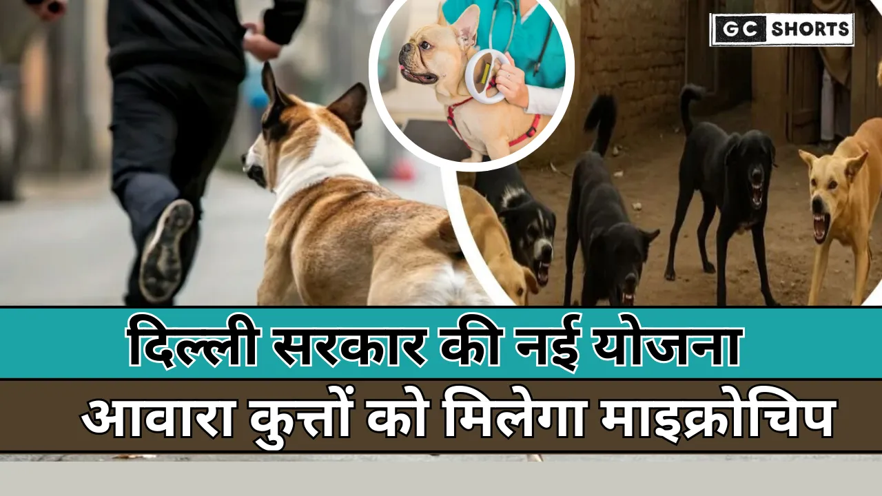 Delhi : में आवारा कुत्तों की सुरक्षा और निगरानी के लिए 10 लाख कुत्तों को माइक्रोचिप लगाने का ऐतिहासिक कदम