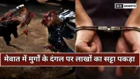 Cockfights in India : में अरब शैली का जुआ मेवात में मुर्गों के दंगल पर लाखों का सट्टा लगाते पकड़े गए कई व्यक्ति |