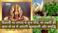 Diwali 2025: दिवाली से पहले घर में जरूर लाएं ये पौधे, पाएं मां लक्ष्मी का आशीर्वाद