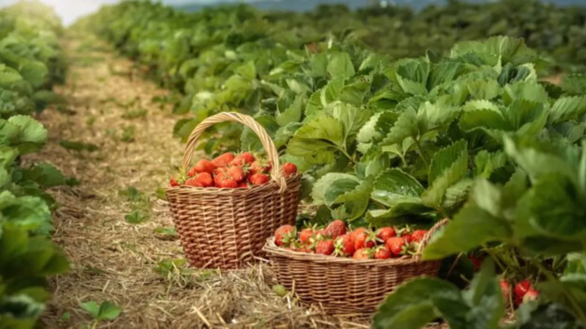 Mahabaleshwar Trip: दिसंबर - जनवरी में क्यों भर जाता है यहां पर्यटकों का सैलाब?